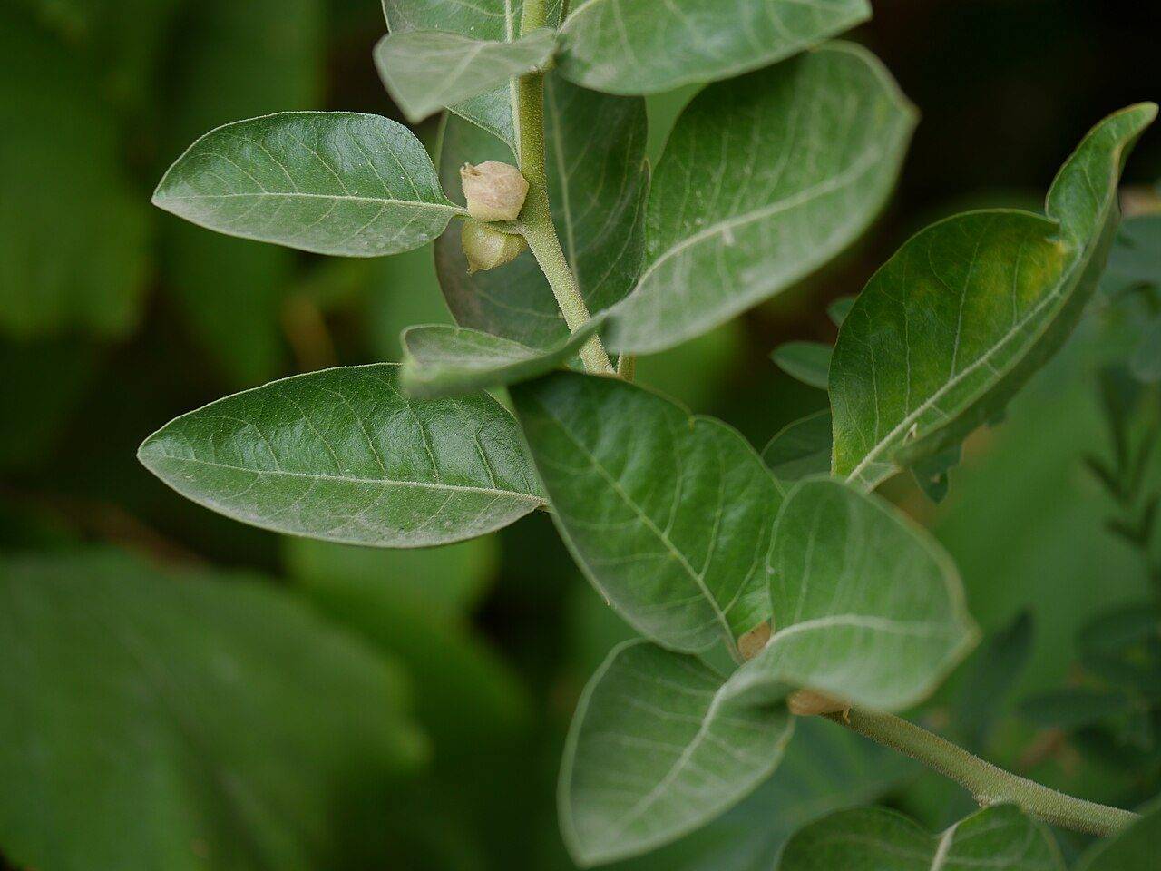 Ashwagandha (Withania somnifera) plant leaves