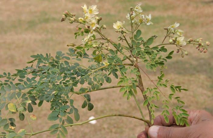 Fresh Moringa oleifera leaves and flowers