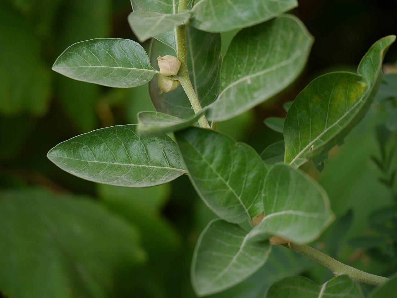 Ashwagandha (Withania somnifera) plant leaves