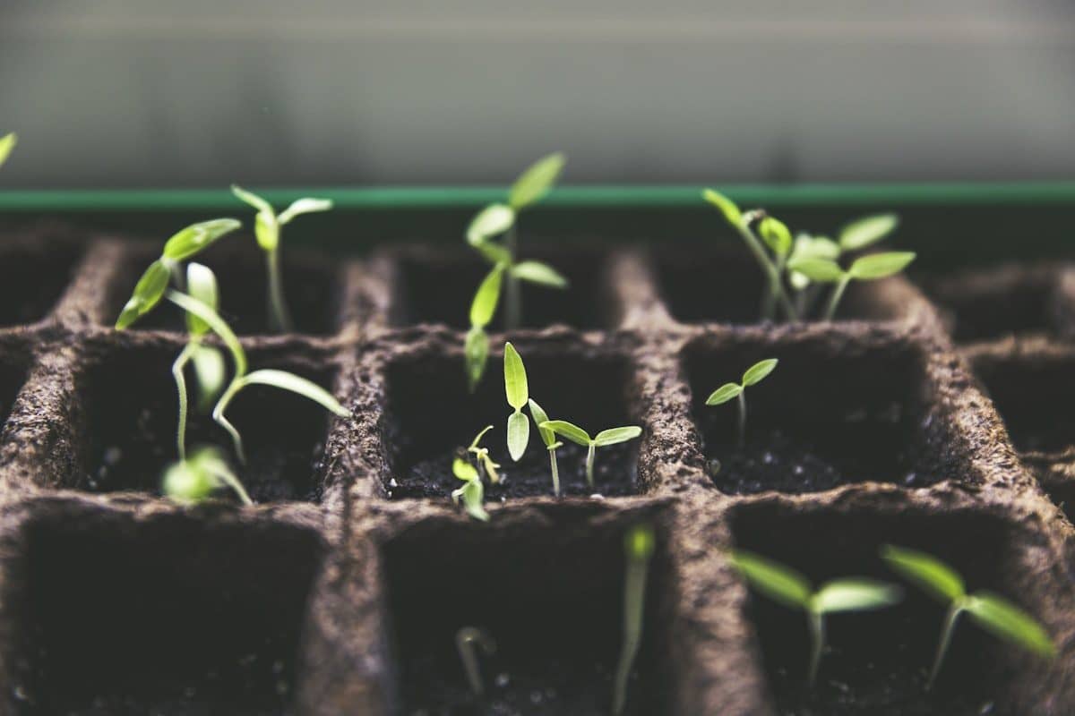 Young herb seedlings rooted in dark, chemical-free soil